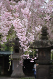 Shidare Zakura 7ml - Llorando las flores de cerezo * WAKA * Poesía japonesa - Solide Parfum Spray de perfume concentrado natural de Sharif LaRoche