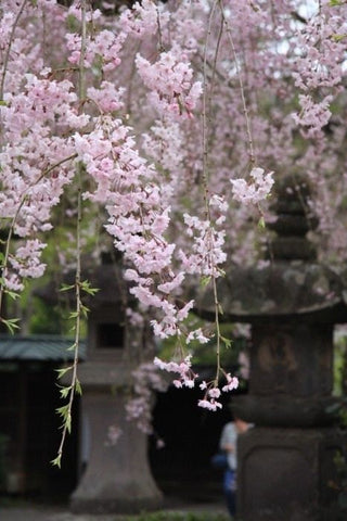Shidare Zakura Floral Scents 3ml