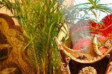 Bakhoor Sultan 25g