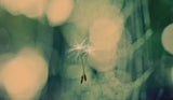 Dandelions Dance Natural Tualettparfüüm Spray 7 ml * Tasuta lõhnav kreem